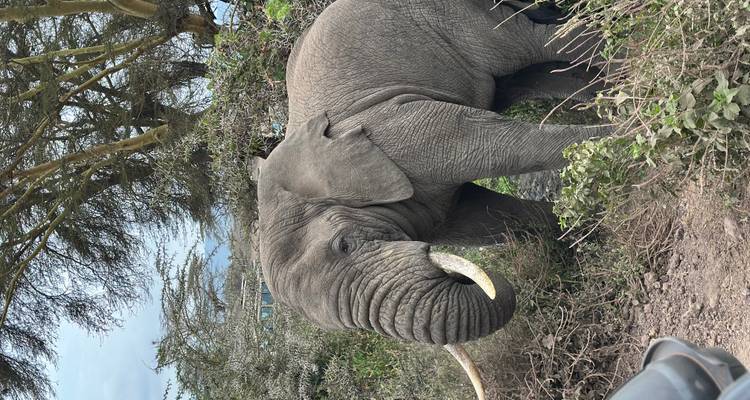 Gros plan d'un éléphant près de buissons.