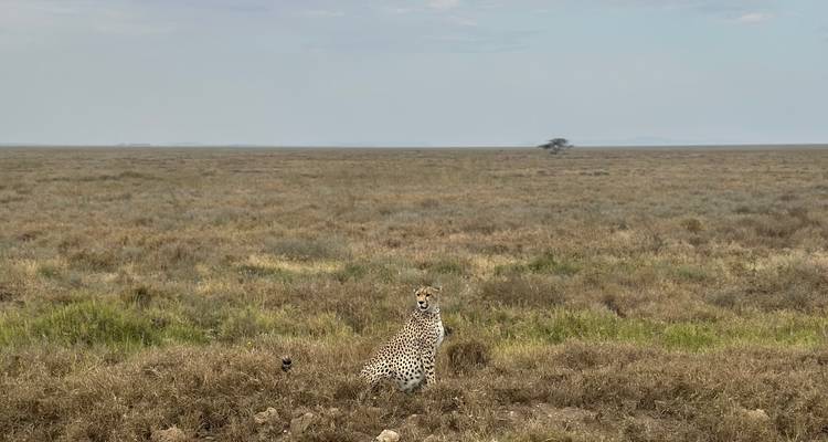 Un guépard assis dans un vaste paysage de savane.