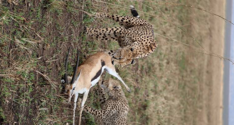 Guépards se nourrissant d'une proie dans un champ ouvert.