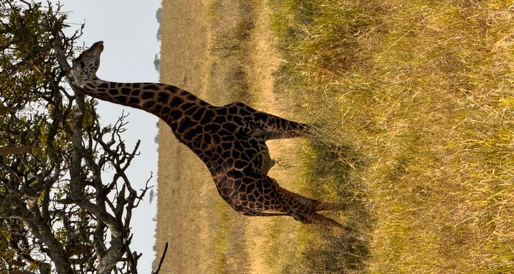 A giraffe standing under a tree in a grassy field.