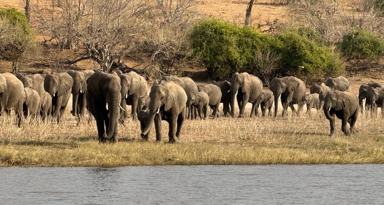 Grand groupe d'éléphants près d'une rivière.