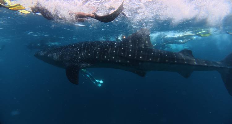 Requin-baleine nageant dans l'océan avec des plongeurs en apnée à proximité.