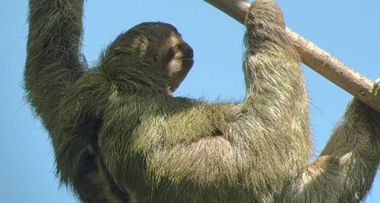 Sloth hanging from a branch.