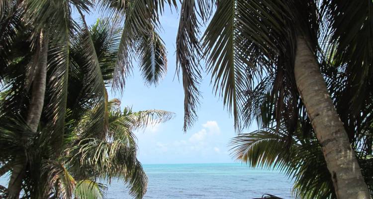 Vue sur l'océan à travers les palmiers.