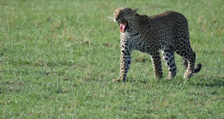 Leopard yawning in an open grass field.