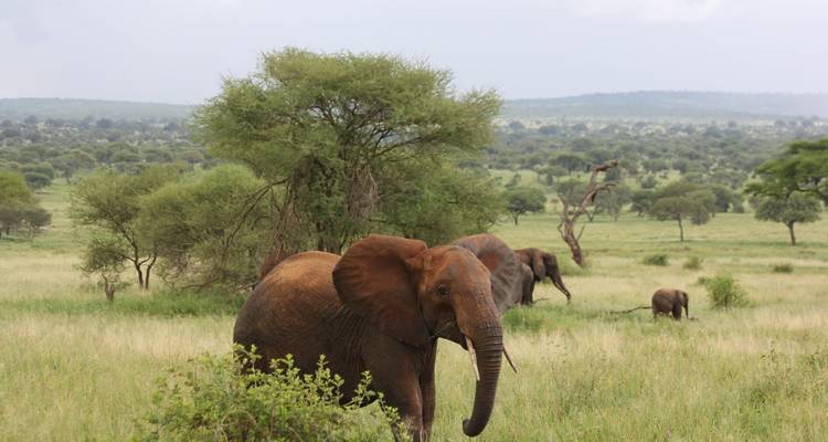Elephants wandering through green savanna.