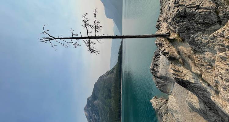 Arbre solitaire sur rivage rocheux avec lac turquoise et montagnes.