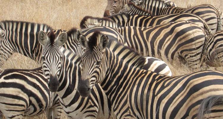 A group of zebras standing together.