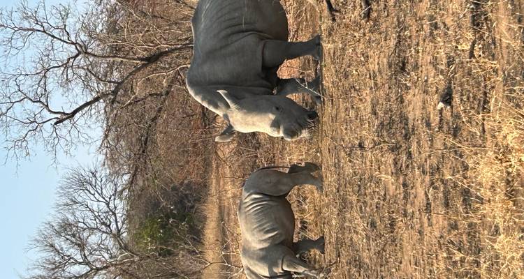 A rhinoceros with its calf walking in the dry wilderness.