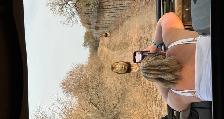 Deux lions marchant sur un chemin de terre avec une personne qui les photographie.