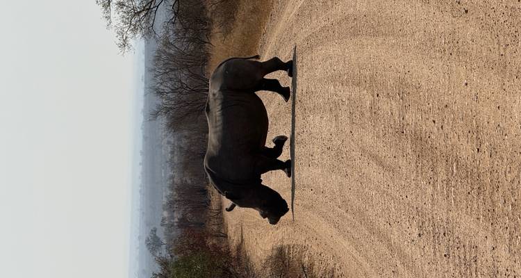 Un rhinocéros traversant un chemin de terre dans la savane.