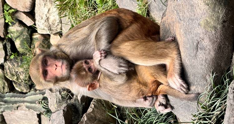 Une mère singe tenant son bébé tout en étant assise sur un rocher, entourée d'herbe et de pierres.