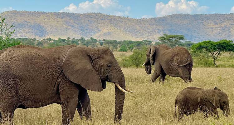 Famille d'éléphants marchant à travers un vaste paysage herbeux.