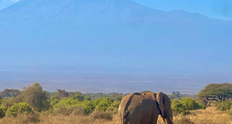 Elephant roaming in front of Mount Kilimanjaro