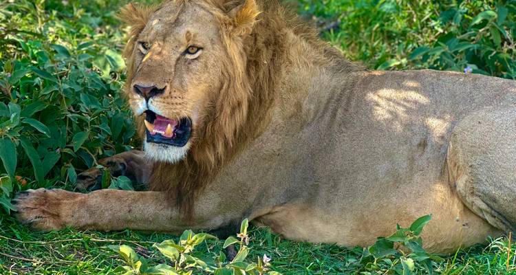 Close-up of a lion resting in the grass