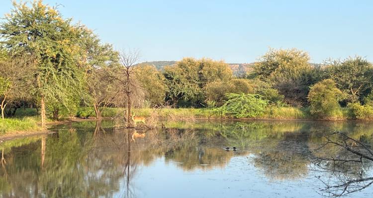 Un lac serein avec des arbres et un cerf