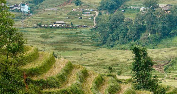 Rizières en terrasses et maisons dispersées sur une colline.