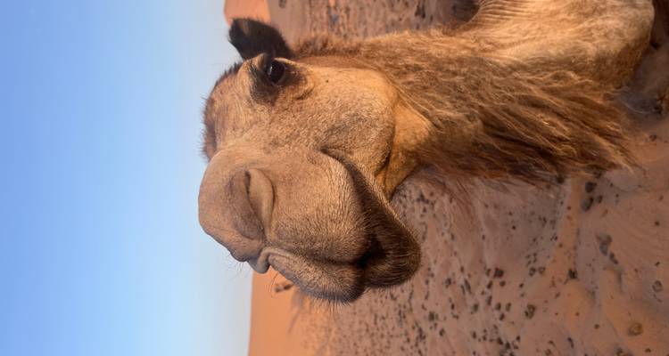 Close-up of a camel in a desert setting with a blue sky.