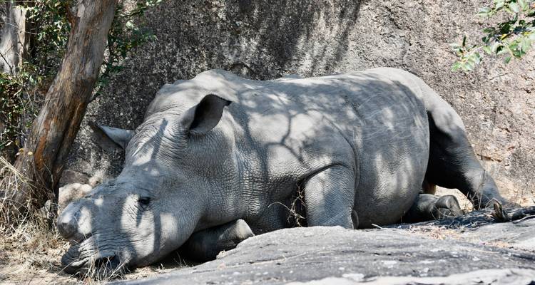 Rhinocéros se reposant sous un arbre.