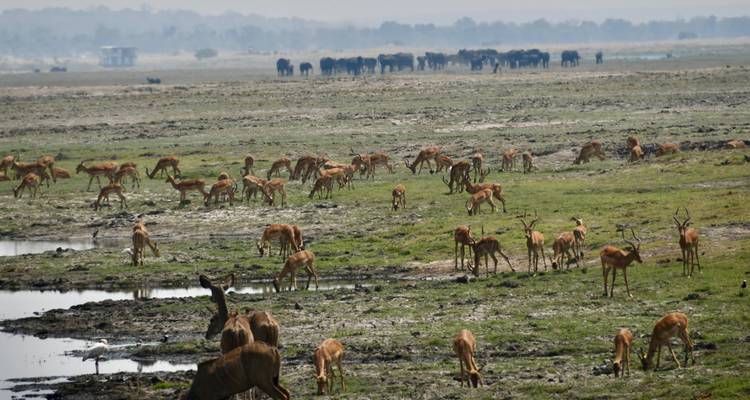 Troupeau d'antilopes dans un champ herbeux avec des éléphants au loin.