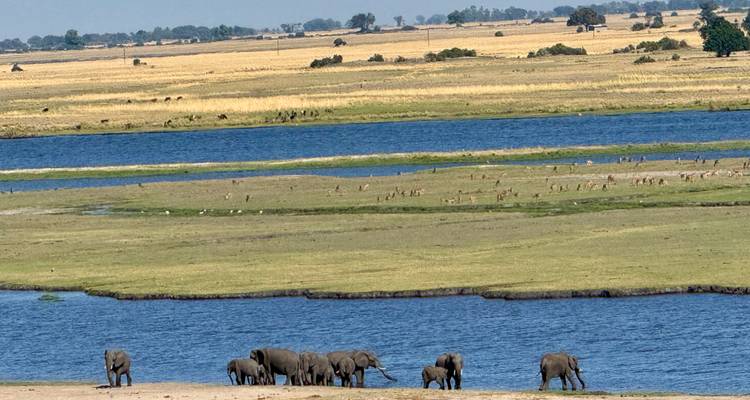 Éléphants près d'un point d'eau dans une savane.