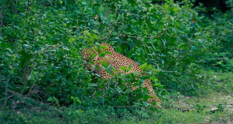 Léopard partiellement caché dans la végétation dense de la forêt.