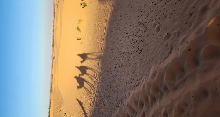 Paysage désertique avec des ombres de chameaux sur le sable.