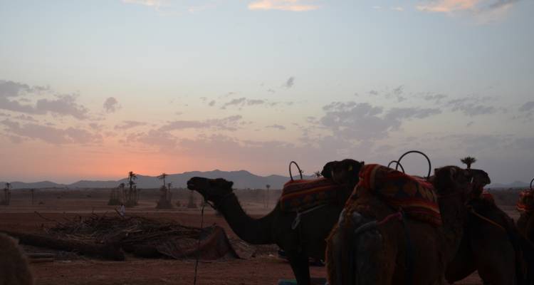 Camels silhouetted against a sunset in a desert landscape.