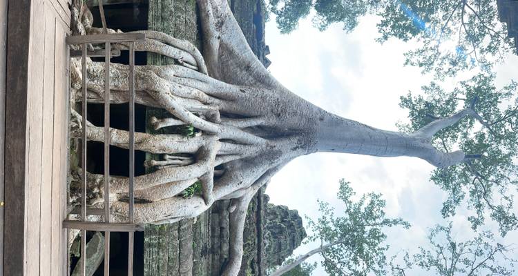 Racines d'arbres massives poussant sur des ruines antiques