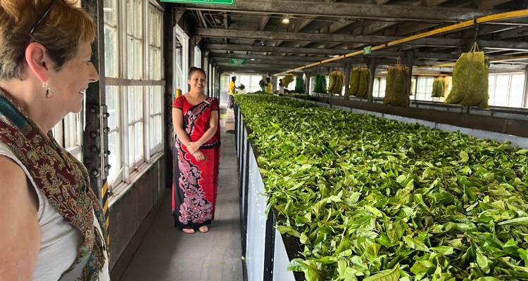 Teefabrik-Innenraum mit Frauen in Saris.