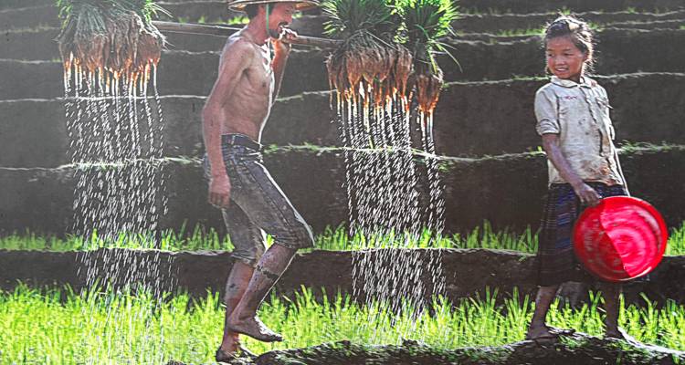 Zwei Menschen, die Pflanzen in einer Reisterrasse tragen.