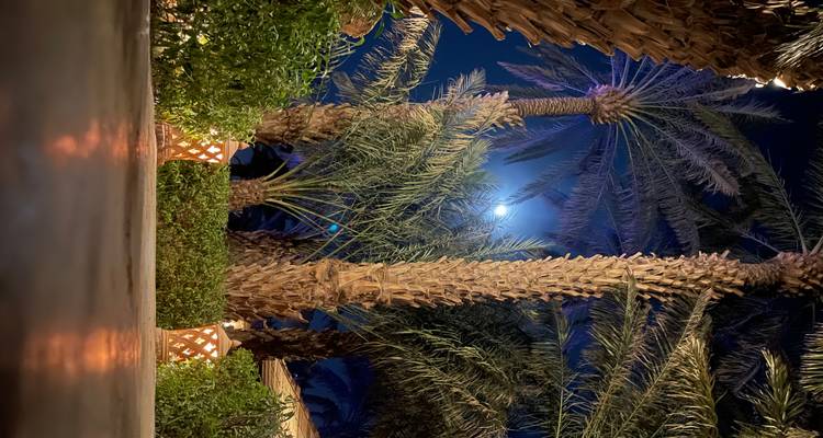 Palmen in einer ruhigen Umgebung mit dem Mond sichtbar im Hintergrund.