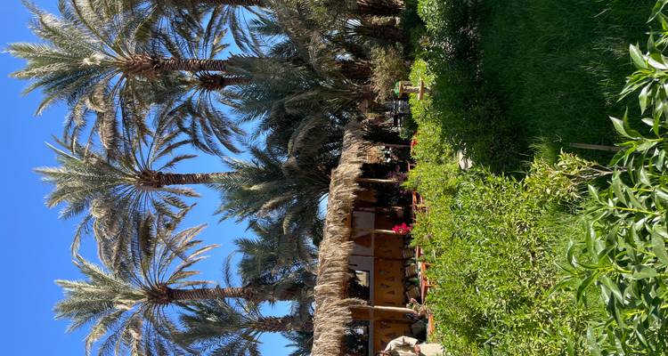 Üppige grüne Gartenanlage mit Palmen unter einem klaren blauen Himmel.