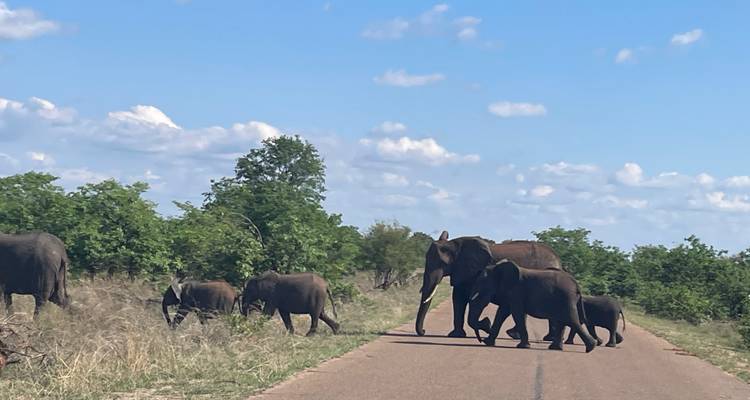 Elefantenherde überquert eine Straße in natürlicher Umgebung.