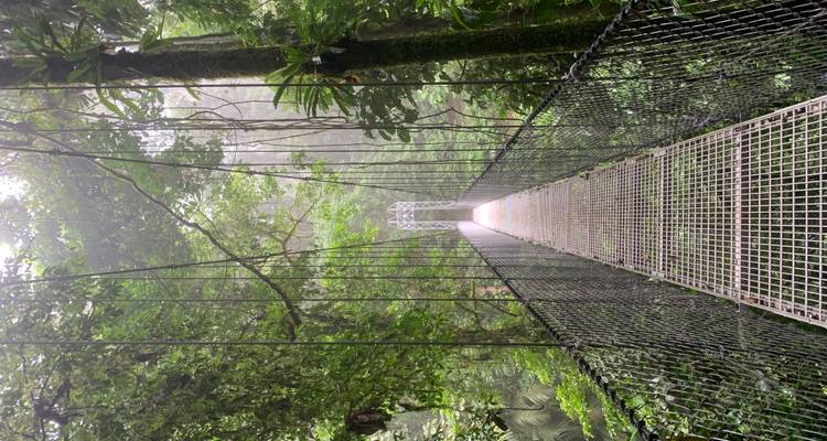 Puente colgante en un exuberante entorno de selva tropical.