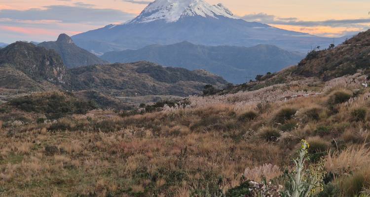 Cotopaxi vulkaan met grasachtige voorgrond tijdens zonsondergang.