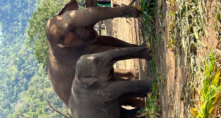 Dos elefantes parados al aire libre.