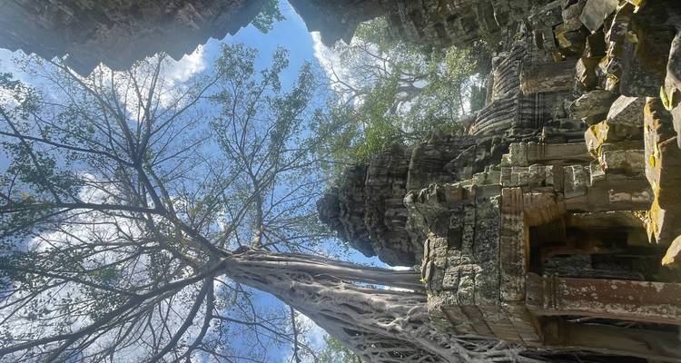 Ruines d'un temple antique avec des racines d'arbres qui poussent sur les structures.