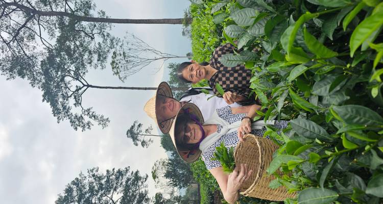 Trois personnes récoltant des feuilles de thé dans un jardin luxuriant.