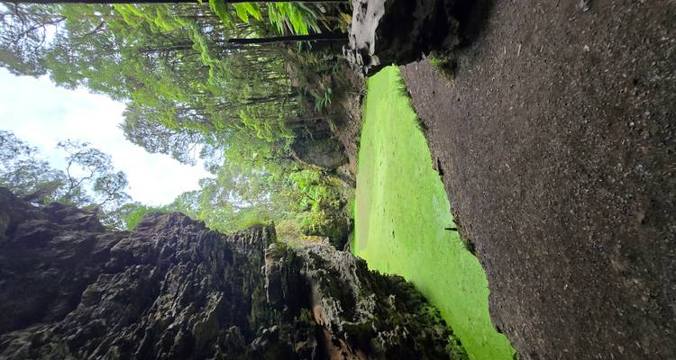 Schluchtartige Gegend umgeben von Wald mit klarer Sicht aus einer Höhle.