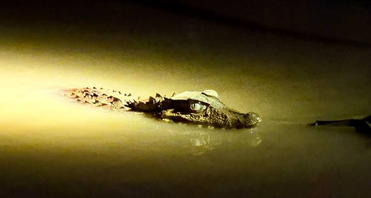 Kaiman teilweise untergetaucht in schlammigem Wasser bei Nacht.