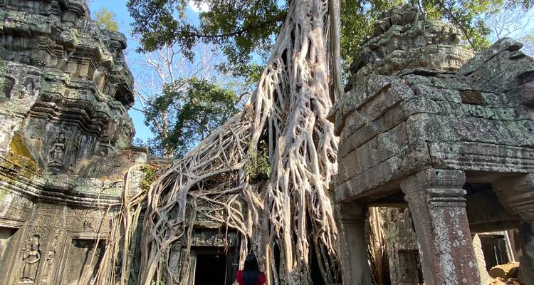 D'énormes racines d'arbres enveloppent de façon spectaculaire les murs de pierre moussus des ruines du temple de Ta Prohm.