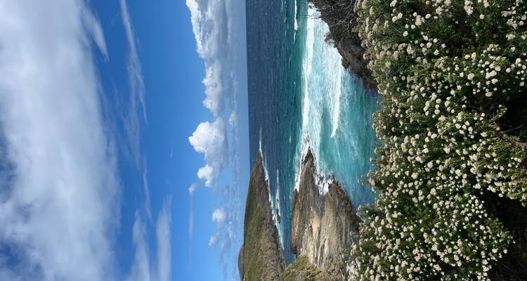 Des vagues turquoise se brisent contre des falaises côtières escarpées sous un ciel bleu éclatant et des fleurs sauvages.