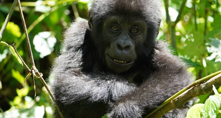 Close-up of an inquisitive baby gorilla framed by lush green leaves.