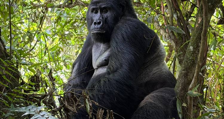 Mountain gorilla seated among dense forest foliage, calmly looking ahead.