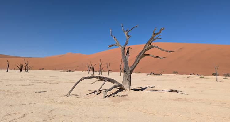 Ein gebleichter toter Kameldornbaum steht kahl gegen eine rissige weiße Tonpfanne und eine sich auftürmende rote Düne in Deadvlei.