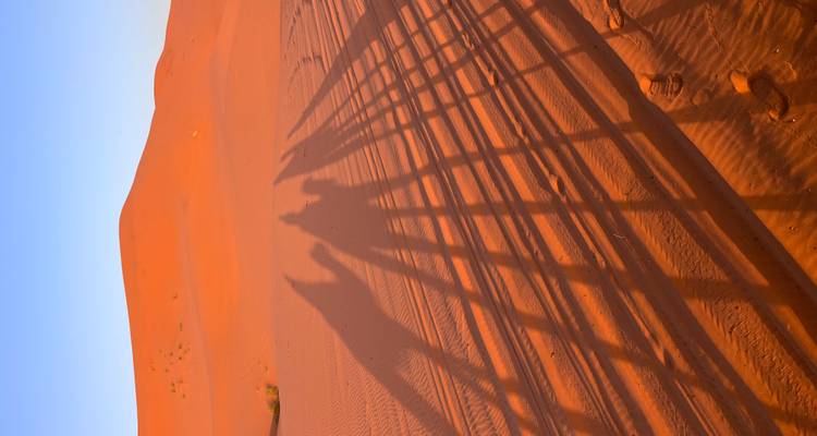 Les ombres de longues caravanes de chameaux s'étendent sur les dunes de sable orange du Sahara à la lumière chaude et précoce