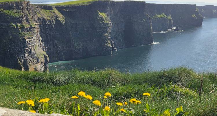 Vista espectacular de los Acantilados de Moher desplomándose en el Océano Atlántico, enmarcada por dientes de león amarillos silvestres en primer plano.
