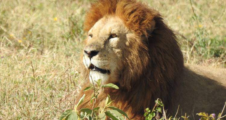 Lion mâle avec crinière complète se reposant dans l'herbe dorée de la savane.