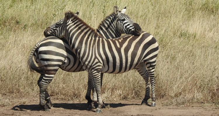 Deux zèbres se tenant tête contre épaule dans une pose affectueuse sur la savane aride.